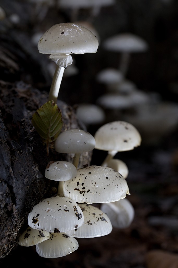 lente zomer herfst winter seizoen seizoenen voorjaar najaar hdr paddenstoelen bladeren mist regen sneeuw